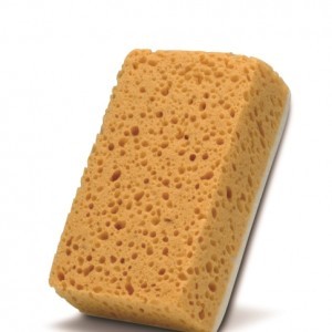 FRINA-INSECT